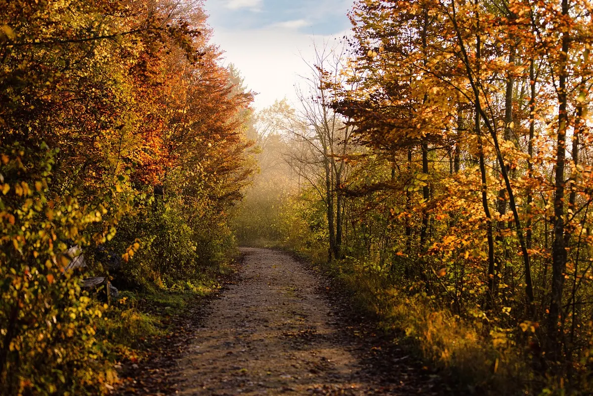 A Seasonal Guide to Mindful Living: 8 Practices for Autumn